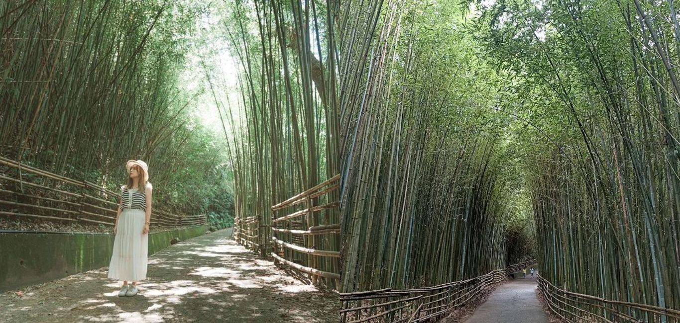 苗栗泰安秘境｜台版小京都「烏嘎彥竹林」一日遊懶人包