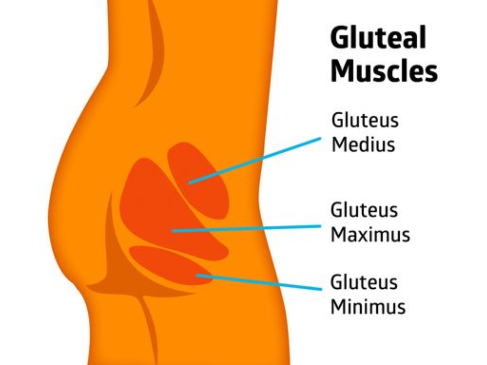 為甚麼臀部會凹陷?該如何練成蜜桃臀